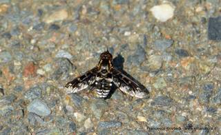 nte Venere-15-07-2015 21-01-47